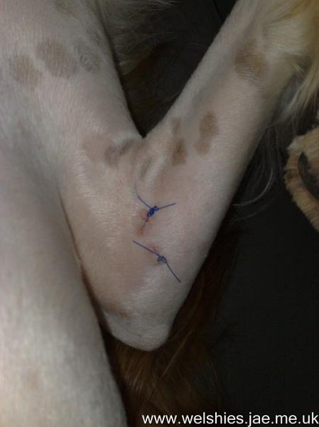 2010-08-07 01.jpg - Key-hole surgery